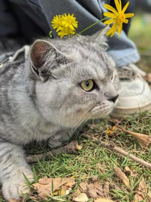 猫咪·银渐层·拾伍