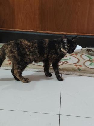 猫咪·玳瑁猫·没有