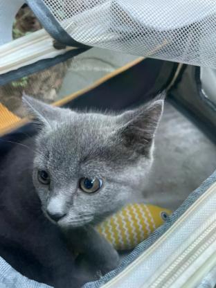 猫咪·蓝猫·十三