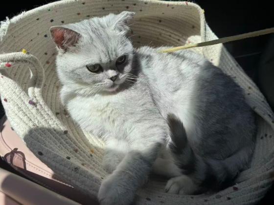 猫咪·银渐层·小小