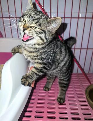 猫咪·梨花·无