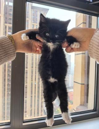 猫咪·梨花·无