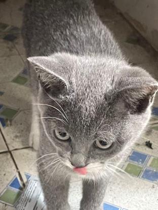 猫咪·蓝白·贵妃