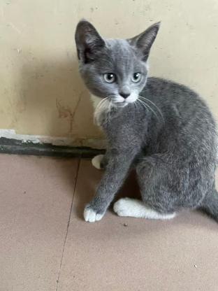猫咪·蓝白·王妃