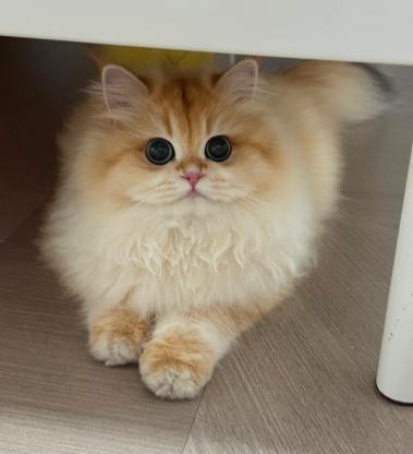 猫咪·长毛金渐层·咪咪