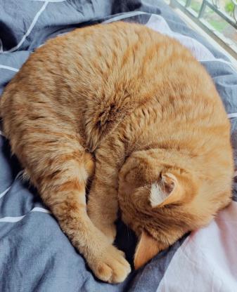 猫咪·橘猫·咪咪