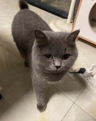 猫咪·蓝猫·沐沐
