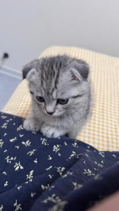 猫咪·蓝虎斑·球球