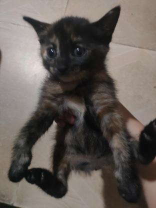 猫咪·猫·玳瑁