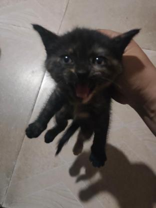 猫咪·猫·黑脸玳瑁