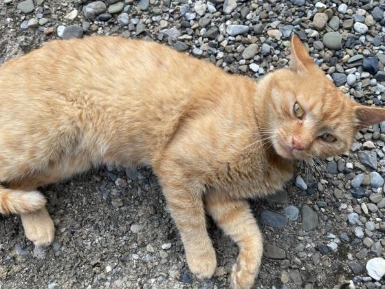 猫咪·橘猫·小橘