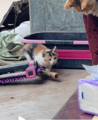 猫咪·三花·无