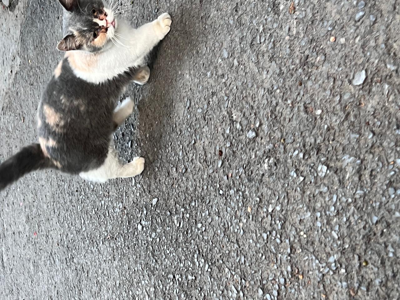 #