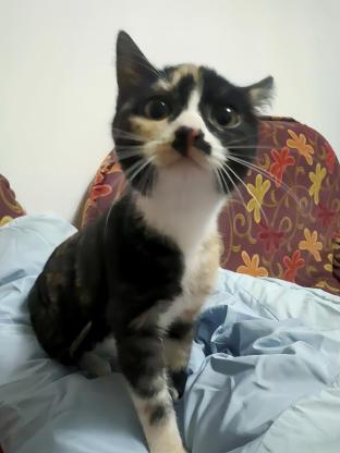 猫咪·玳瑁猫·琥珀