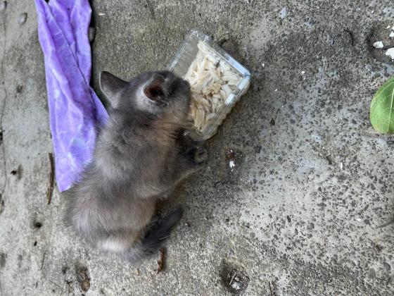 猫咪·蓝猫串串·小流浪