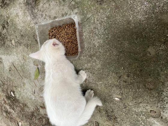 猫咪·白猫·蜜雪