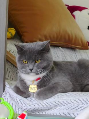 猫咪·蓝白短毛猫·汤圆