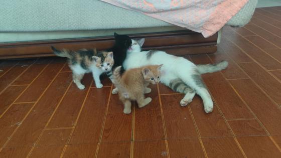 猫咪·猫·黑猫，橘猫，三花