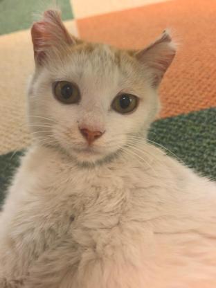猫咪·田园猫·还未取名
