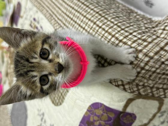 猫咪·狸白·咪咪
