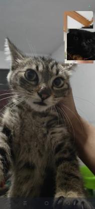 猫咪·梨花·无