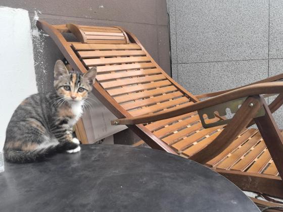 猫咪·三花·猫咪