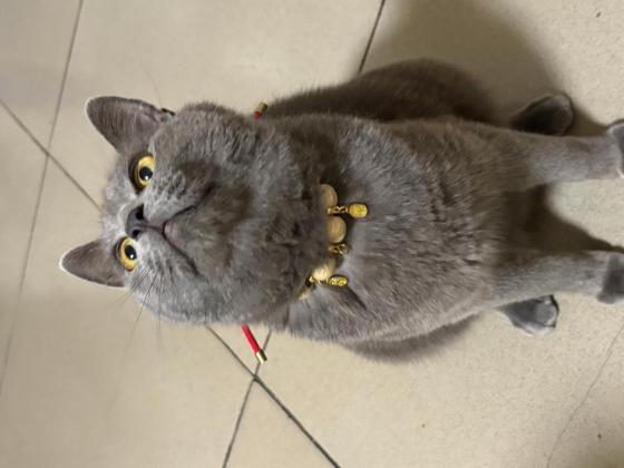 猫咪·蓝猫·九九