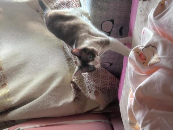 猫咪·布偶和德文·小可爱