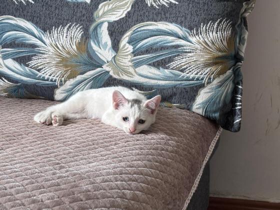 猫咪·田园猫·小白