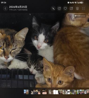 猫咪·橘猫·咪咪