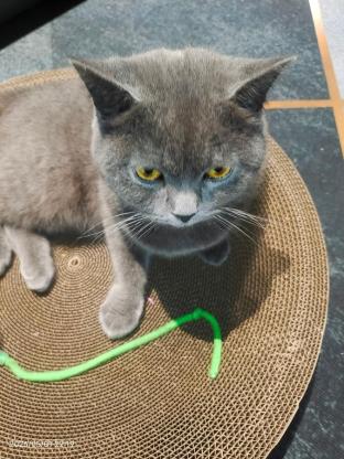 猫咪·蓝猫·爆米花
