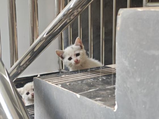 猫咪·狸花·小白