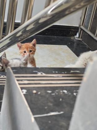猫咪·狸花·小橘