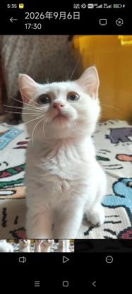 猫咪·蓝金重点色·小猫
