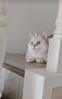 猫咪·矮脚银渐层·银渐层