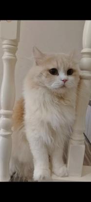 猫咪·长毛乳白弟弟·咪咪