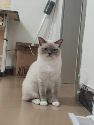 猫咪·重点色英短·幸运