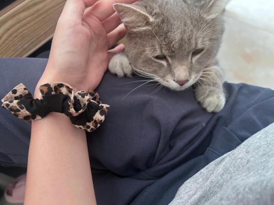 猫咪·银渐层·三三