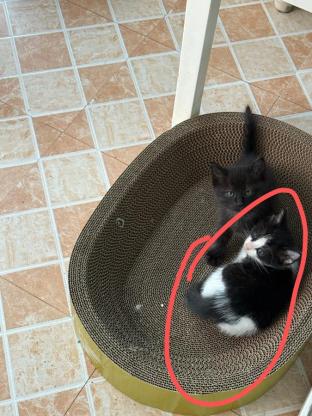 猫咪·布偶奶牛咪·呆呆