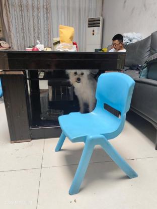 狗狗·土狗·招财，财财