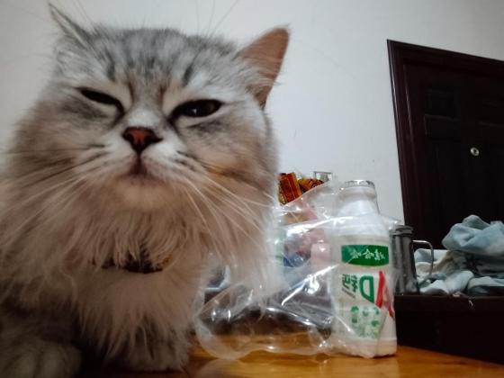 猫咪·金吉拉串·真真