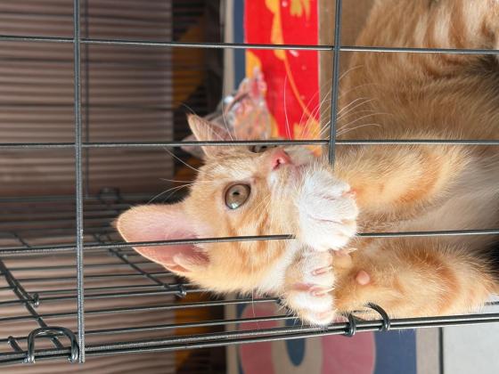 猫咪·田园橘白·罐罐