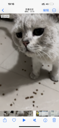 猫咪·银渐层·不知道