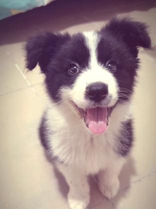 狗狗·边境牧羊犬·果冻