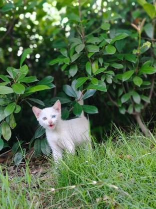 猫咪·异瞳白猫·小小白