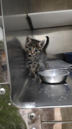 猫咪·田园猫·小狸