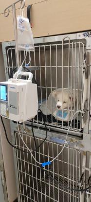 狗狗·银狐犬·心心