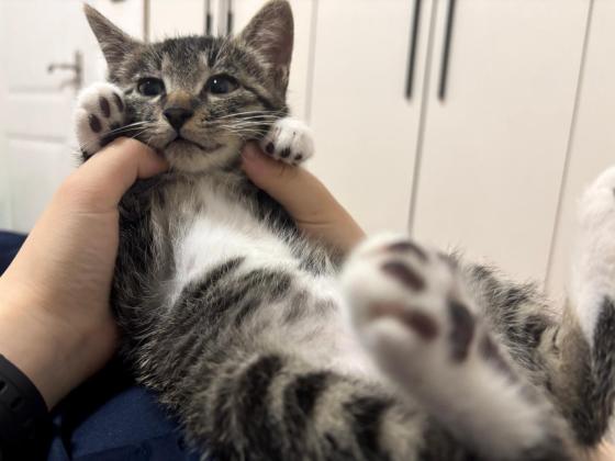 猫咪·狸花猫·瑞瑞