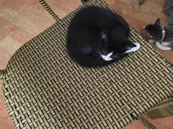 猫咪·奶牛·无