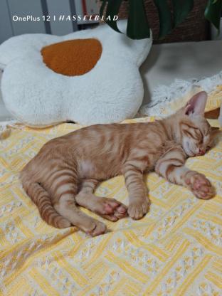 猫咪·橘猫·茜茜